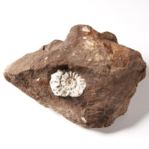 Natural History - British Fossil Ammonite