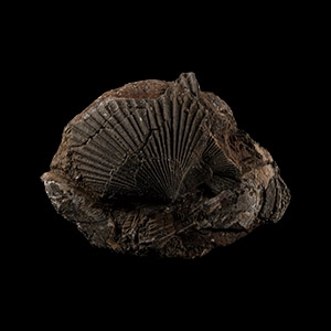 Natural History - British Fossil Scallop