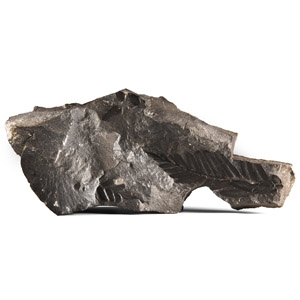 Natural History - British Fossil Fern Leaf