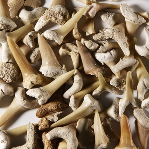 Natural History - Fossil Sand Shark Teeth Group
