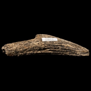 Natural History - British Bison Horn Core
