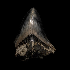 Natural History - Megalodon Giant Shark Fossil Tooth