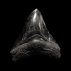 Natural History - Megalodon Giant Shark Fossil Tooth