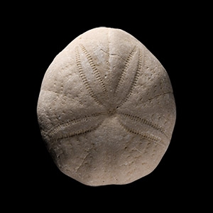 Natural History - Fossil Sea Urchin