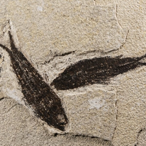 Natural History - Knightia Fossil Fish Plate
