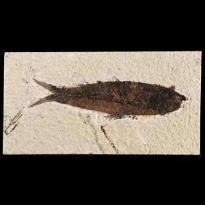 Natural History - Knightia Fossil Fish