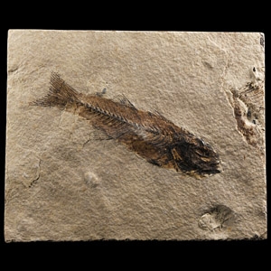 Natural History - Knightia Fossil Fish