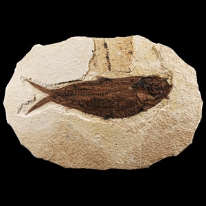 Natural History - Diplomystus Fossil Fish