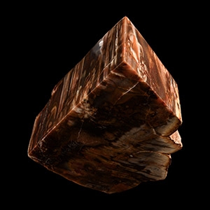 Natural History - Fossil Wood Section