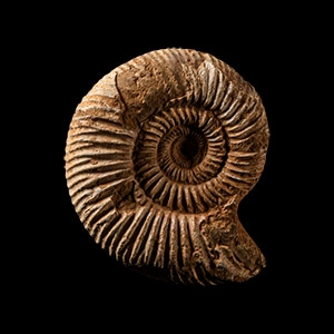 Natural History - Fossil Double Perisphinctes Ammonite