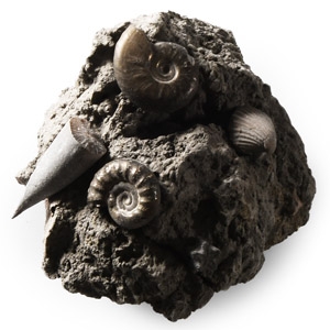Natural History - Oxynotum Zone Fossil Cluster
