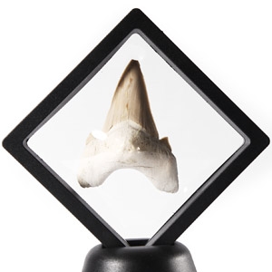 Natural History - Otodus Shark Fossil Tooth in Frame
