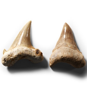 Natural History - Otodus Shark Fossil Tooth Pair