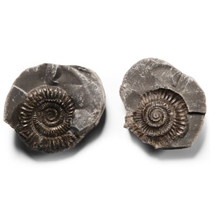 Natural History - Whitby Dac Fossil Ammonite Nodule