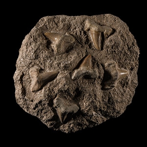 Natural History - Otodus Shark Fossil Teeth on Matrix