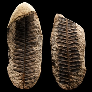 Natural History - North American Fossil Fern Nodule