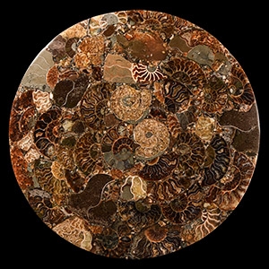 Natural History - Polished Fossil Ammonite Plate