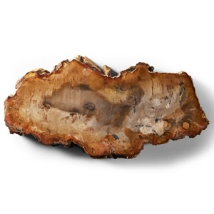 Natural History - Polished Fossil Wood Slice