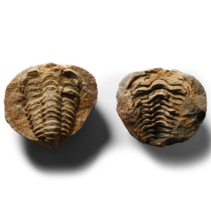 Natural History - Flexicalymene Fossil Trilobite Nodule