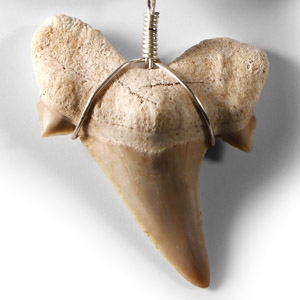Natural History - Otodus Fossil Shark Tooth Necklace