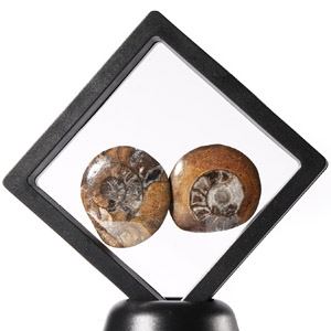 Natural History - Fossil Goniatite Polished Button Display