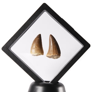 Natural History - Fossil Mosasaur Marine Dinosaur Tooth Display
