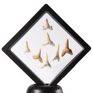 Natural History - Fossil Sand Shark Tooth Display
