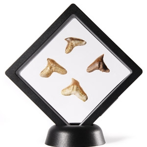 Natural History - Fossil Tiger Shark Tooth Display