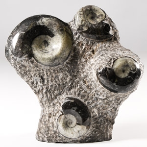 Natural History - Polished Fossil Goniatite Stand