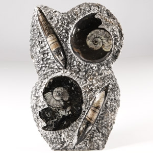 Natural History - Polished Fossil Goniatite and Orthoceras Stand