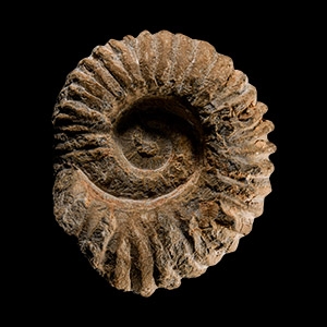 Natural History - Fossil Agadir Ammonite