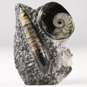 Natural History - Polished Fossil Goniatite and Orthoceras Stand