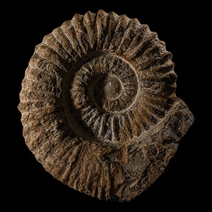 Natural History - Large Fossil Agadir Ammonite