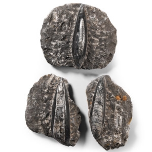 Natural History - Fossil Orthoceras on Matrix Group