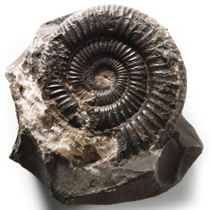 Natural History - Whitby Dac Fossil Ammonite