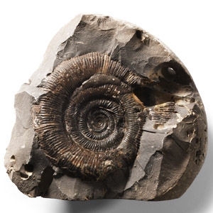 Natural History - Whitby Dac Fossil Ammonite