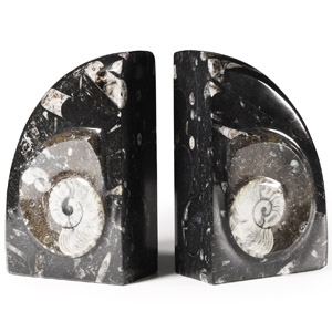 Natural History - Polished Fossil Goniatite Book Ends