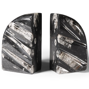 Natural History - Polished Fossil Orthoceras Book Ends
