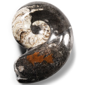Natural History - Polished Fossil Goniatite