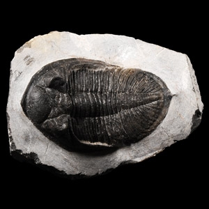 Natural History - Fossil Odontochile Trilobite