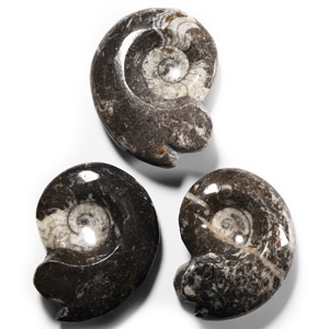 Natural History - Polished Fossil Goniatite Group