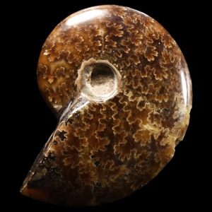 Natural History - Polished Fossil Ammonite