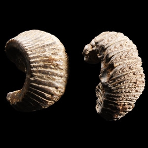 Natural History - Fossil Rastellum Bivalve Group