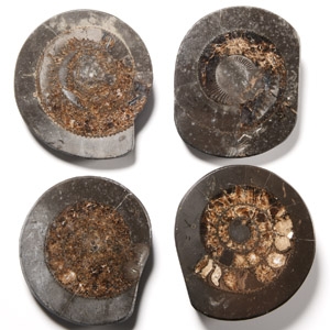 Natural History - Whitby Dac Fossil Ammonite Group