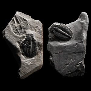 Natural History - Fossil Elrathia Kingii Trilobite Group