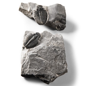 Natural History - Fossil Elrathia Kingii Trilobite Group