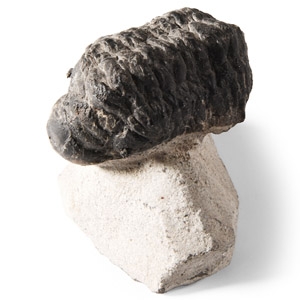 Natural History - Fossil Phacops Trilobite
