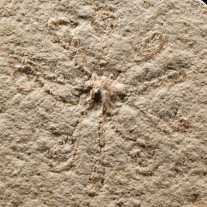 Natural History - Fossil Starfish