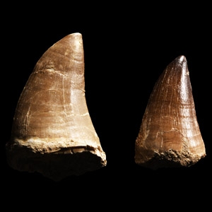 Natural History - Fossil Mosasaur Marine Dinosaur Tooth Group