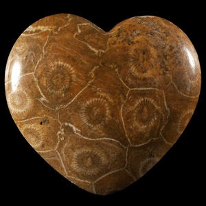 Natural History - Polished Fossil Coral Head Heart